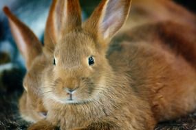 portrait of two red Bunnies lays together