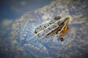 toad sitting on the stone