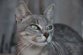 gray cat with green eyes looks away