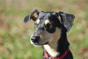 portrait of a dog with a red collar