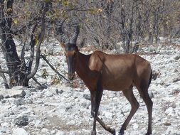 kudu at Etosha National Park