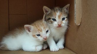 Two small cats in the box