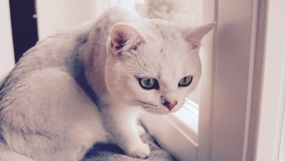 Cat Animal Hunched
