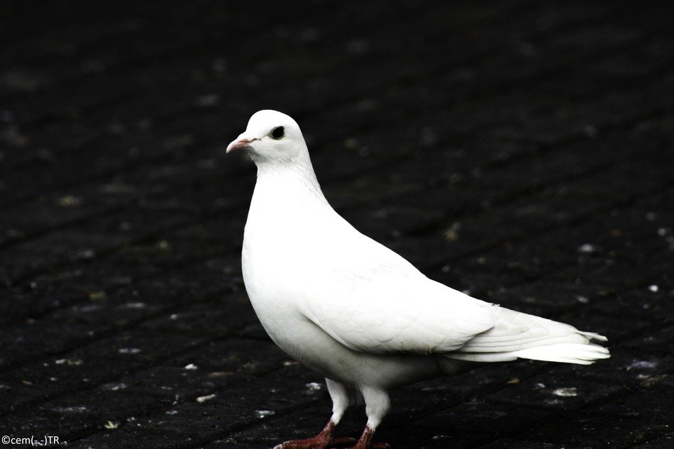 white dove on the black roof