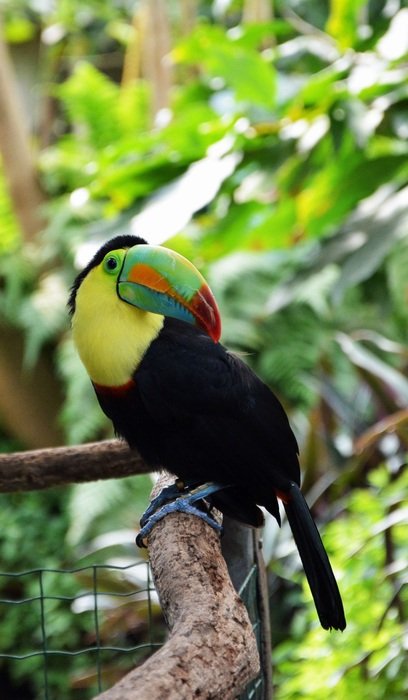 Tucan, colorful Tropical Bird on branch