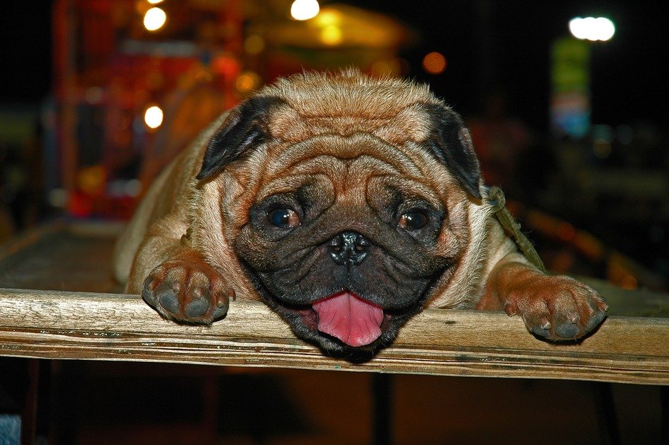 Cute portrait of the cute dog