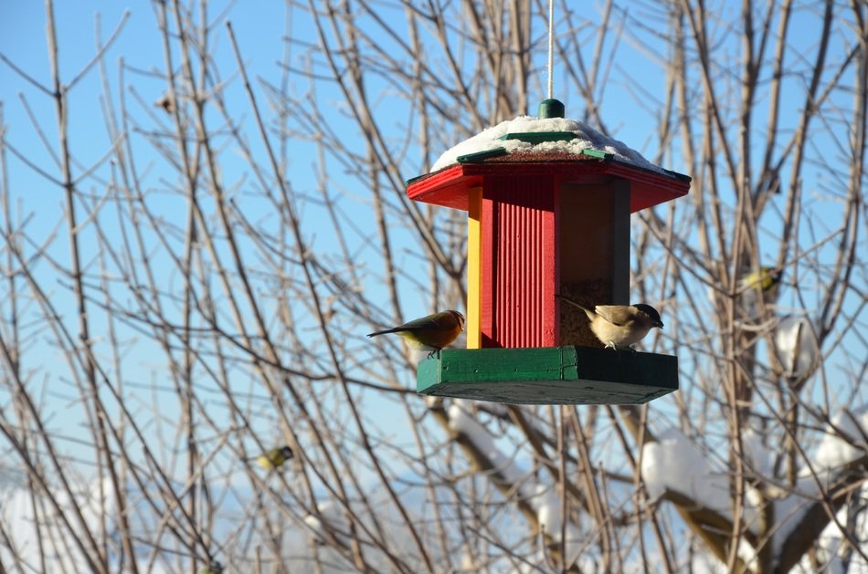multi-colored bird feeder in winter