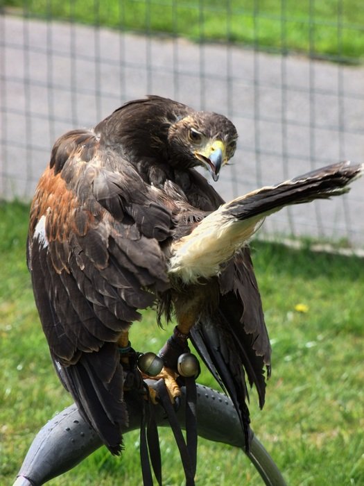 young hawk in Captivity