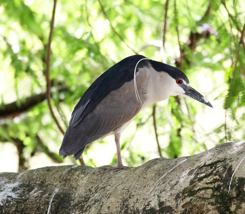 Beautiful wild bird on the branch