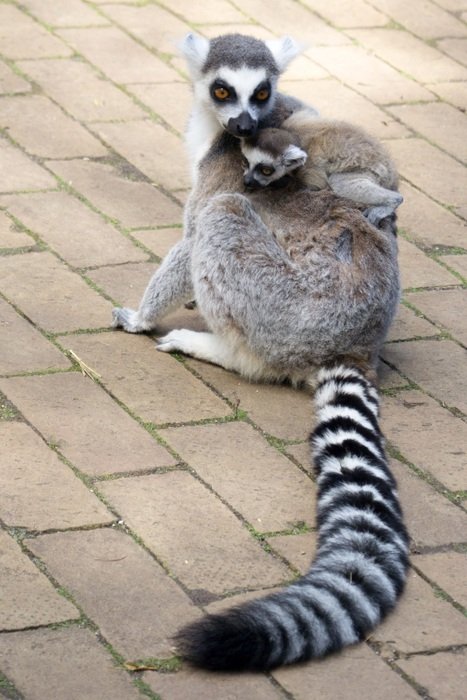 lemur with cub on pavement