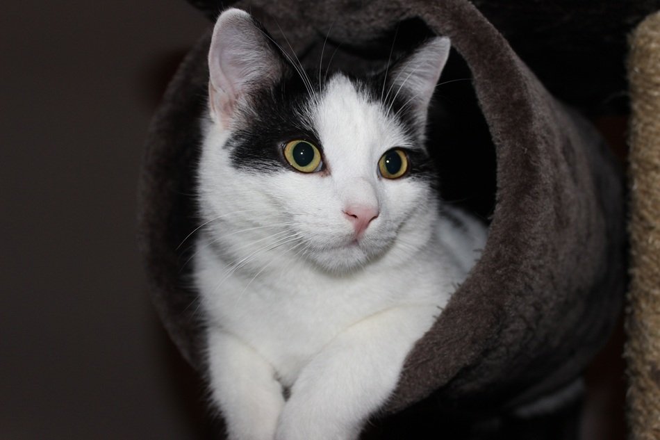 Cat sitting in Kratzbaum