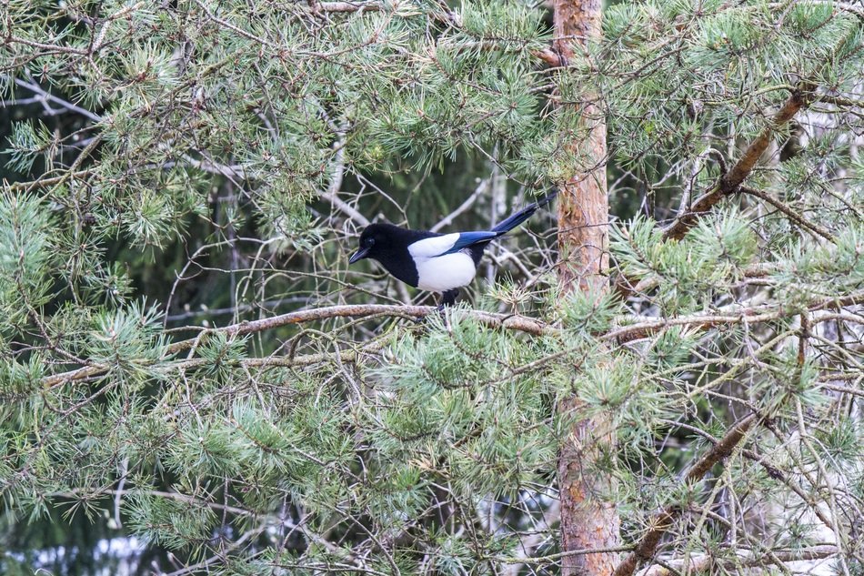 magpie on the branches of a large tree