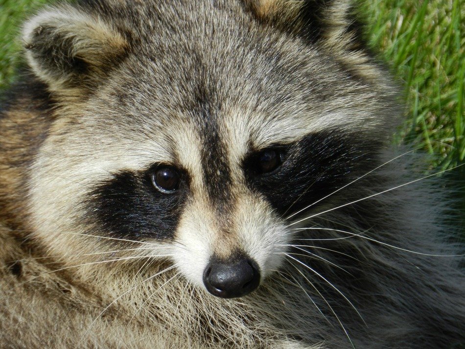raccoon lies on the green grass
