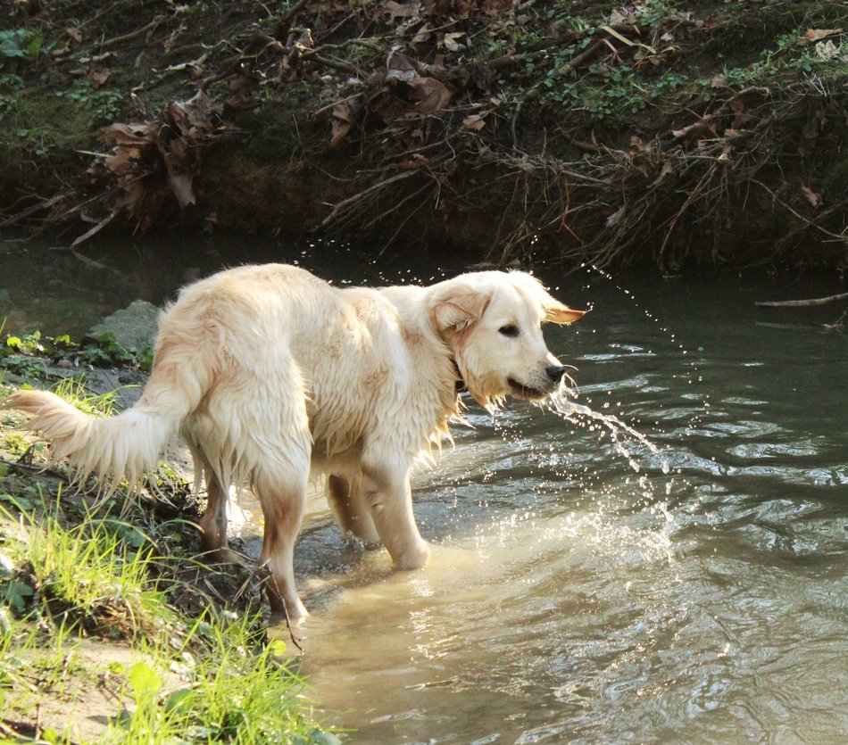 pleasing Golden Retriever