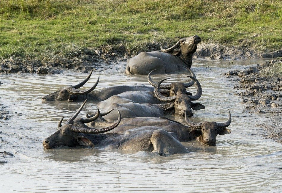 buffalo in the kaziranga national park