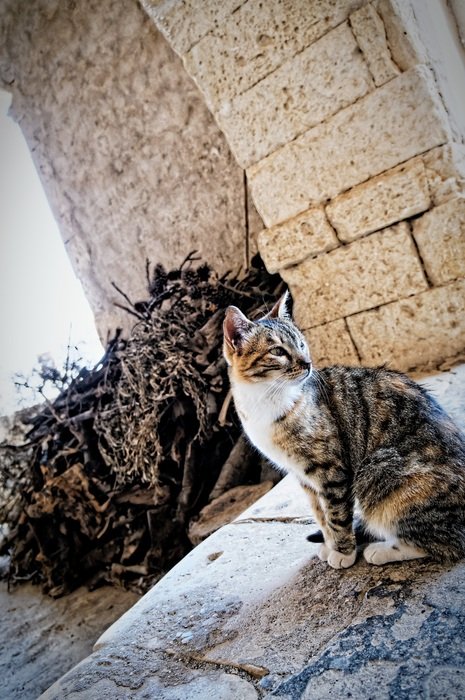 cat in the monastery