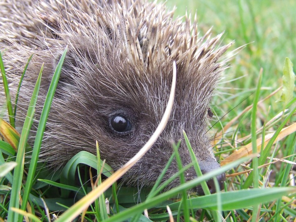 cute hedgehog in the grass