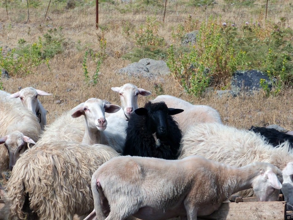 Black and white sheeps