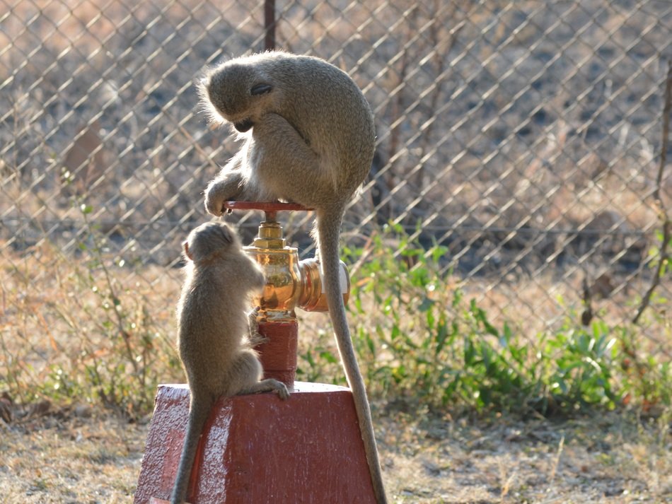 Velvet Monkeys on Hydrant