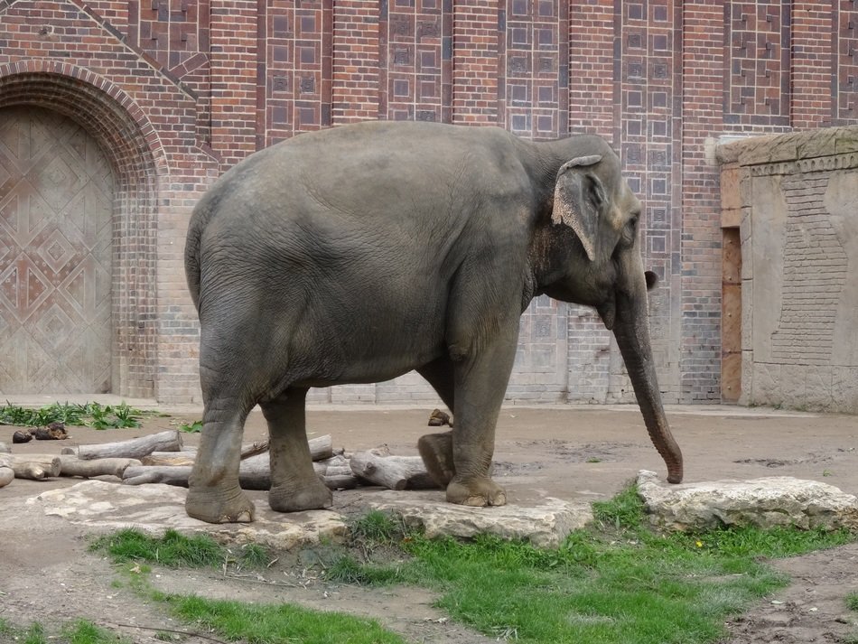 big cute elephant at the zoo