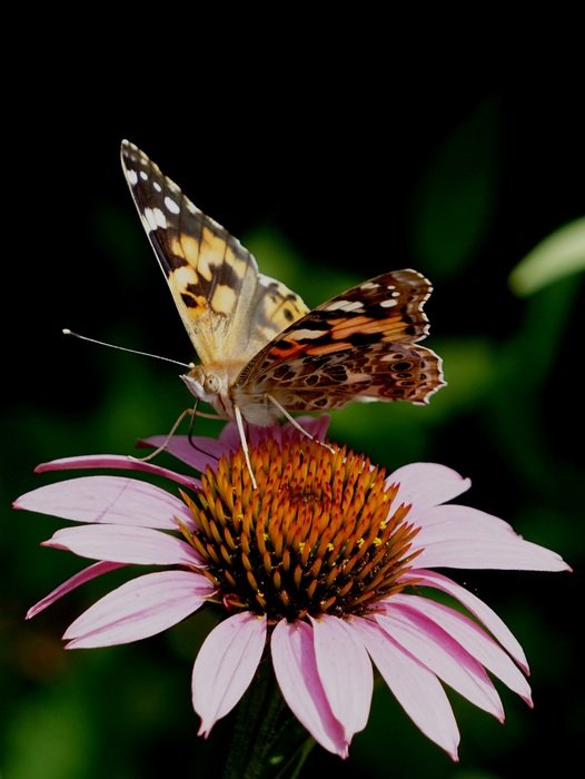 european map butterfly on the flower