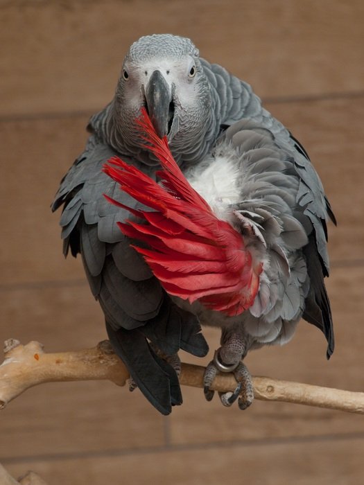 Psittacus Erithacus Parrot