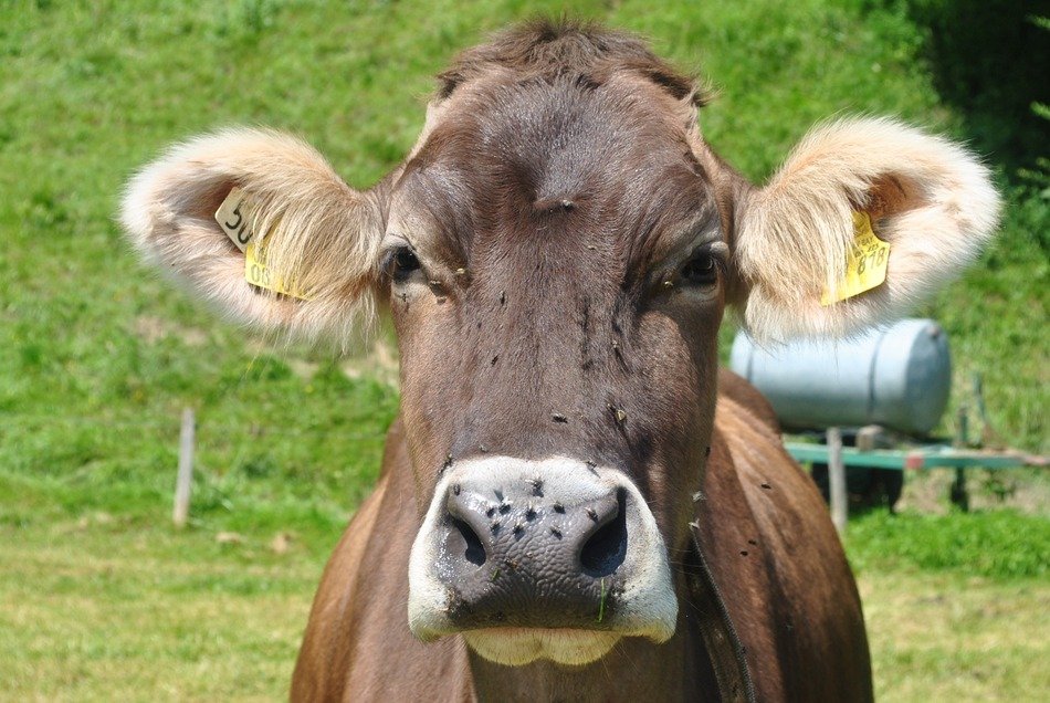 cow with shaggy ears in Bavaria