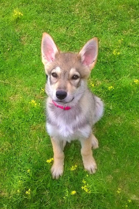 Puppy on the field
