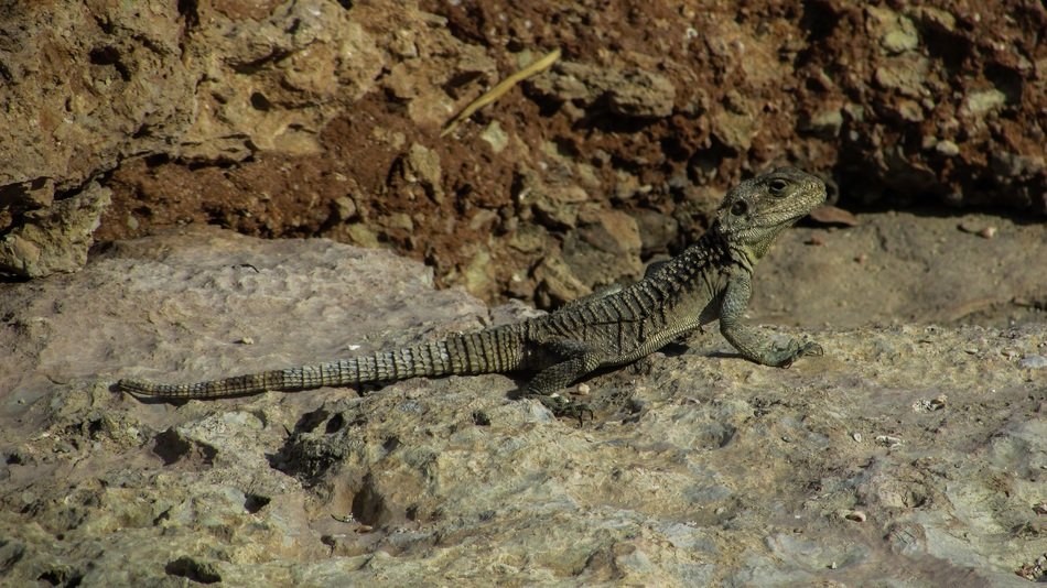 lizard on the rock in cyprus