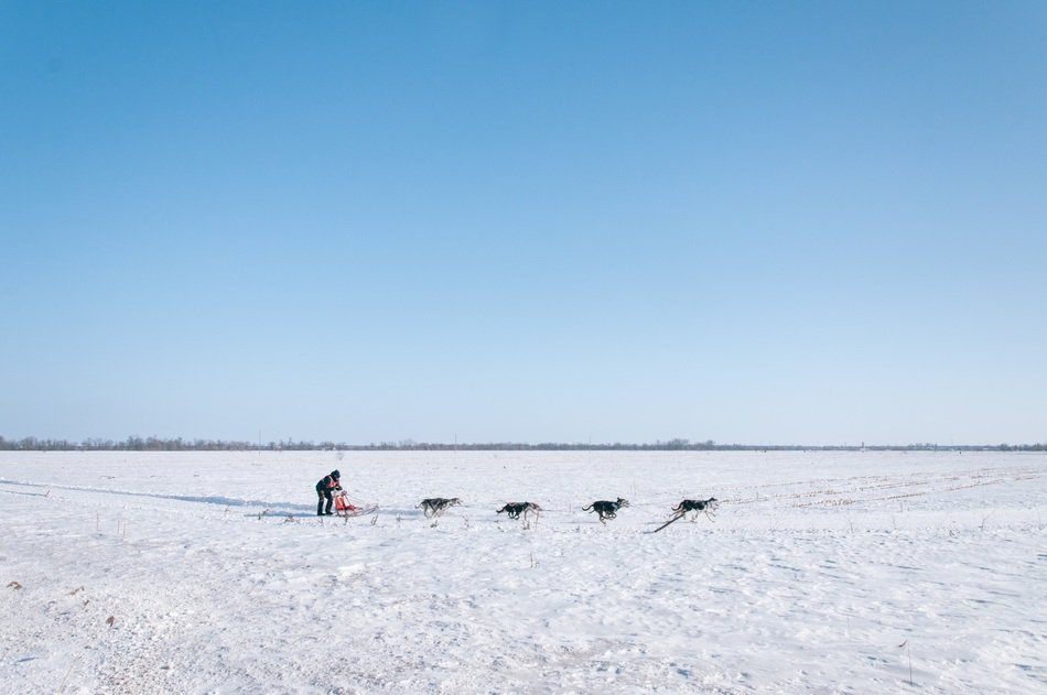Dogsled Dogs teamwork