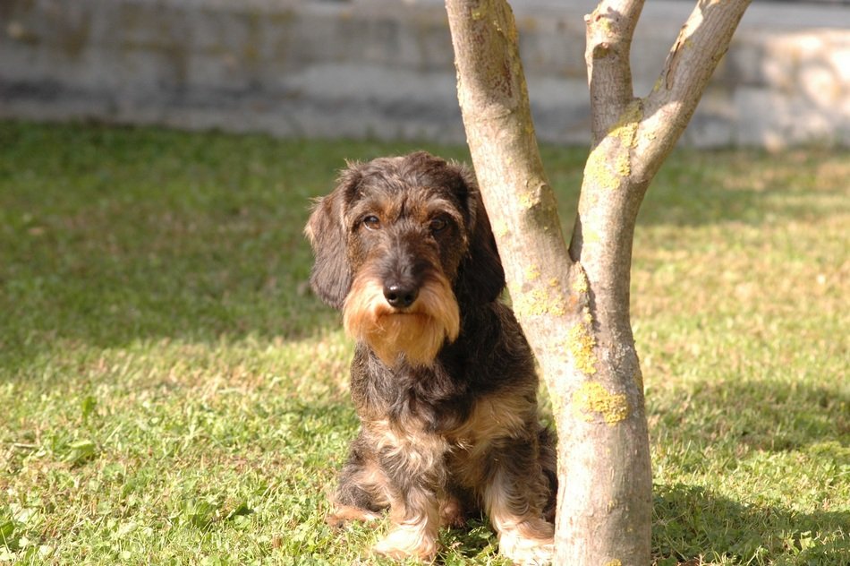 Dachshund dog behind the tree