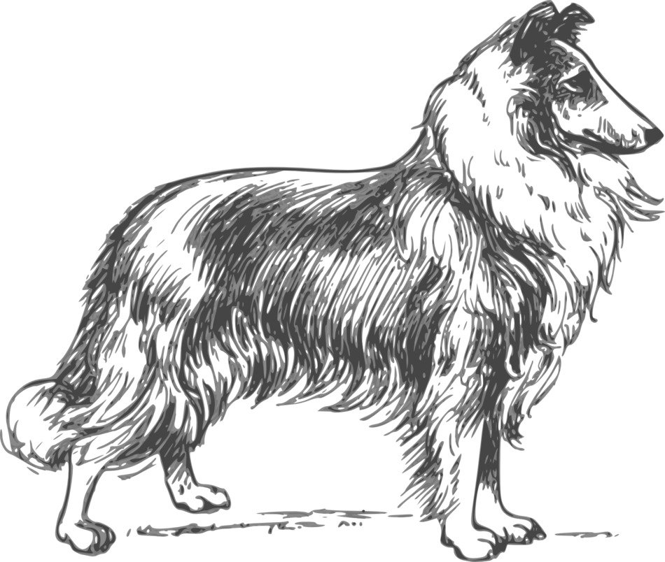 black and white drawing of a collie breed dog