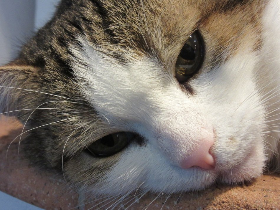 Cat Face with cute nose portrait