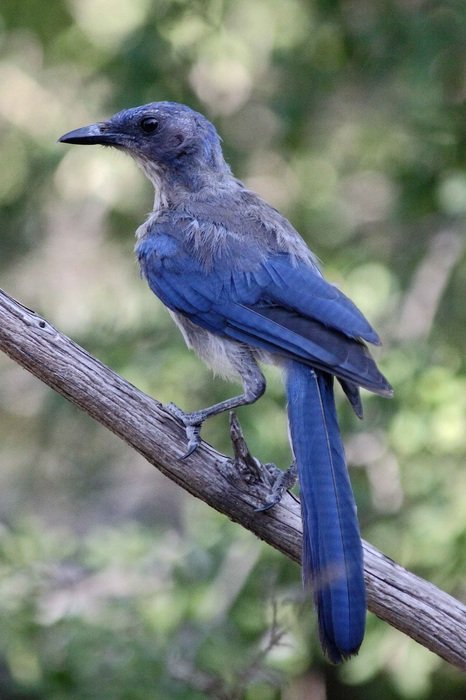 Aphelocoma on a branch close-up