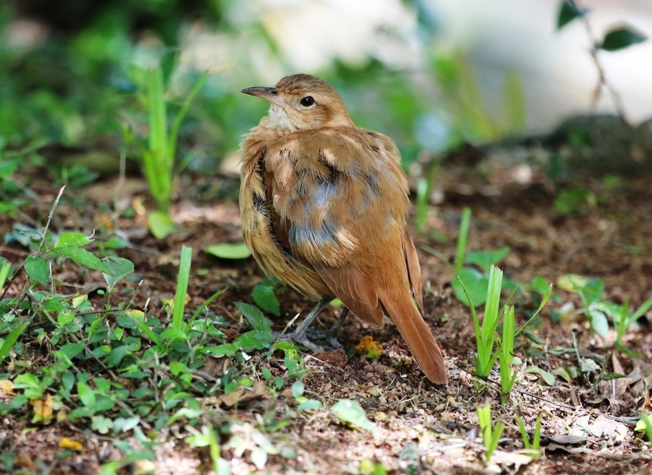 tropical bird on earth