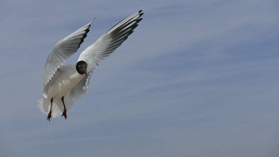 gull with outstretched wings in the sky