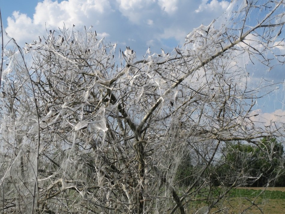 flowering tree in the garden