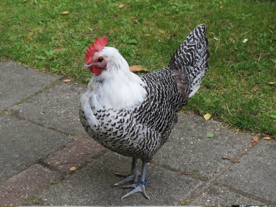 Chicken in the wildlife