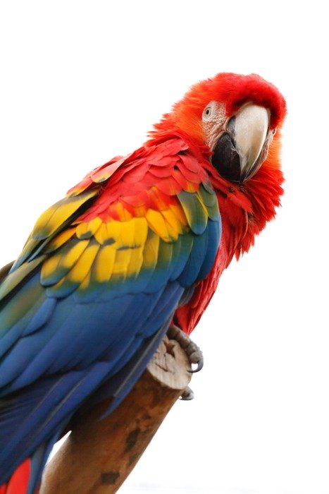 macao parrot on the white background