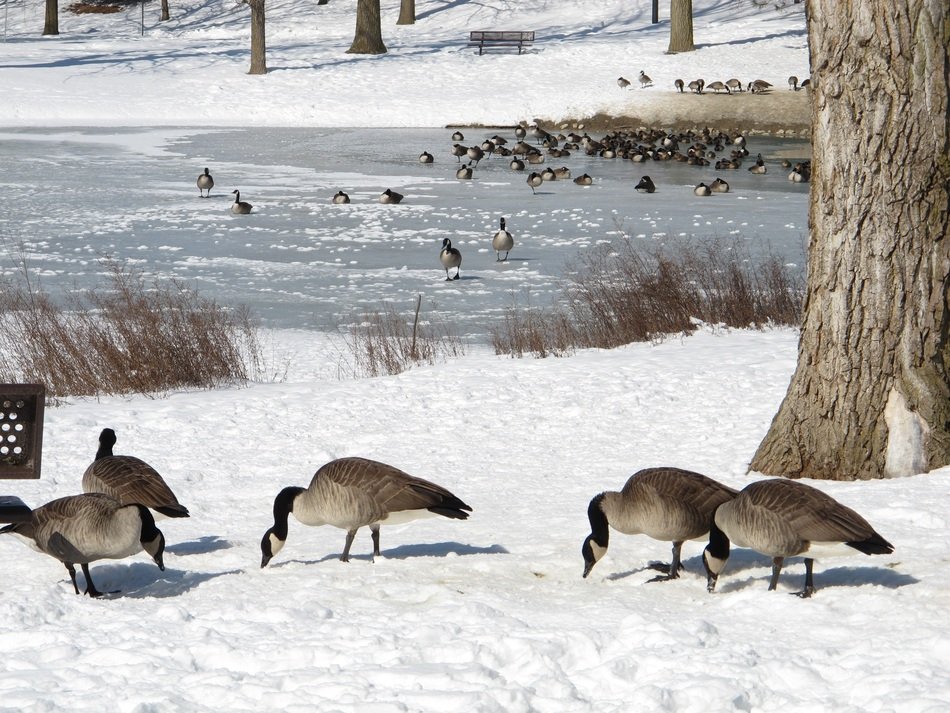 North American geese near the pond in winter