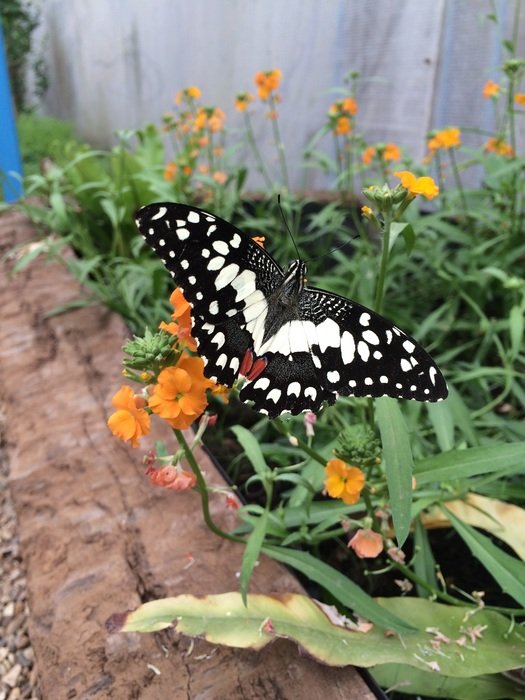 black butterfly sitting on flowers in the garden