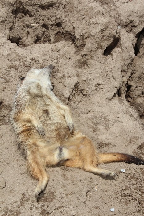 photography of a sleeping meerkat in the wildlife