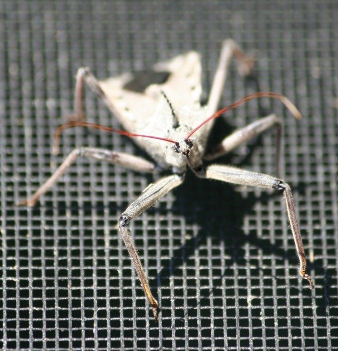 Macro photo of Assassin Insect