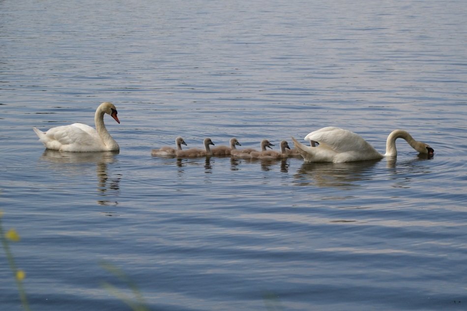 swans with chicks on the pond