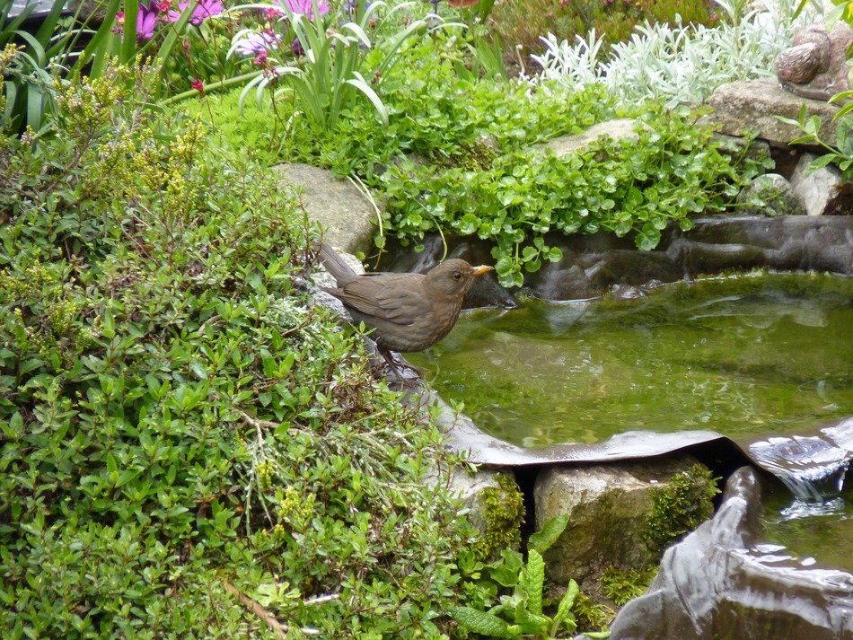 thrush by the pool in the garden
