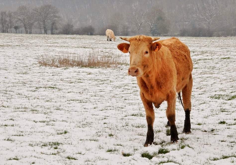 young cow on the background of winter nature