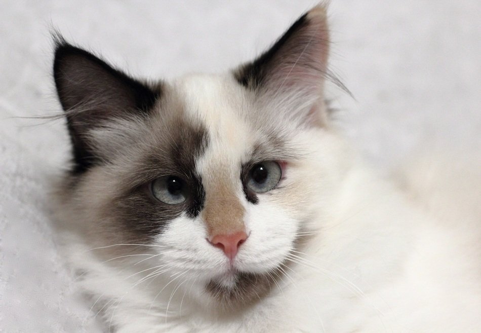 fluffy white cat with a dark spot on his face