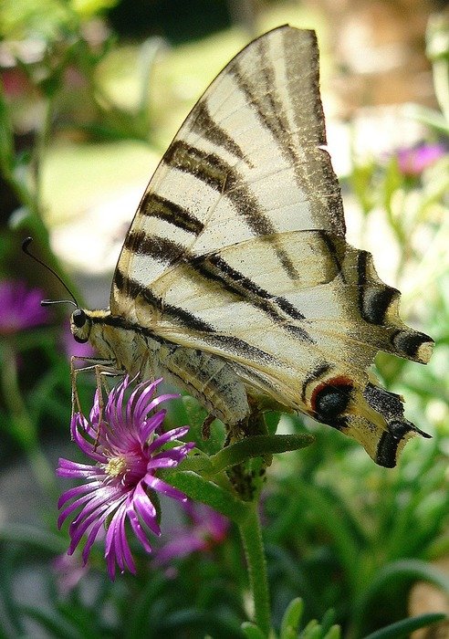 striped butterfly in the wild