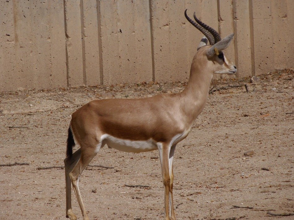 gazelle in the aviary