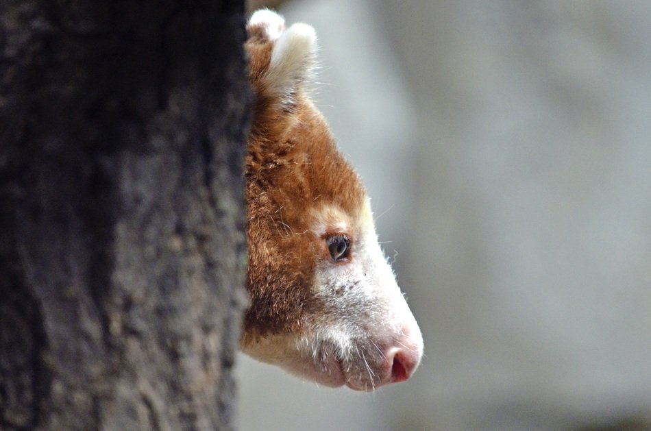 Dendrolagus, Tree Kangaroo head at trunk, close up, Oceania
